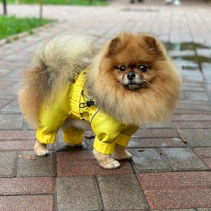 Yellow dog raincoat with handle Wind resistant dog coat French bulldog raincoat Pomeranian spitz raincoat