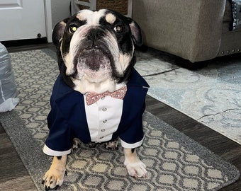 Könnte beinhalten: Ein schwarz-weißer Bulldogge, der eine blaue Anzugsjacke mit einer rosa Fliege trägt. Der Hund sitzt auf einem grauen und weißen Teppich mit Muster.