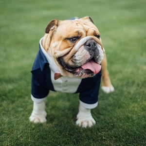 english bulldog dress blues English Bulldog Dress