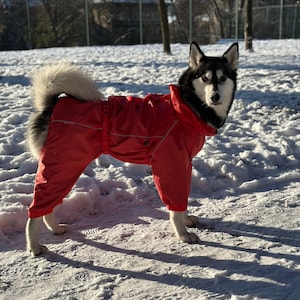 Husky dog jacket sale