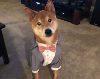 Light gray dog tuxedo with blush bow tie Shibainu dog suit Yorkshire tuxedo Evening dog outfit  Birthday dog costume