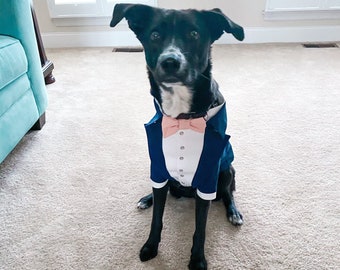 Könnte beinhalten: Ein schwarz-weißer Hund, der einen blauen Smoking mit einer rosa Fliege trägt. Der Hund sitzt auf einem beigefarbenen Teppich.