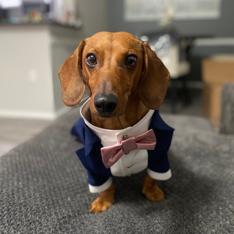 Clothing For Mini Dachshundnull