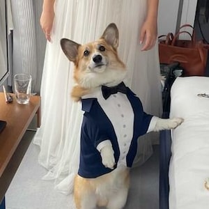 Corgi suit jacket clearance