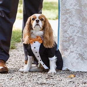 Navy blue wedding dog tux Custom made dog wedding attire Dog formal suit Elegant dog costume Birthday dog Royal blue dog tux image 1