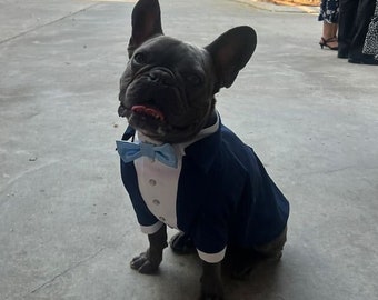 French bulldog Navy blue dog tuxedo with sky blue bow tie Dog wedding attire Formal dog suit Birthday dog costume English bulldog