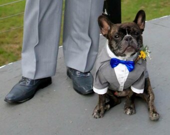 Light gray tuxedo for dog Wedding dog attire with royal blue bow tie Formal dog suit French bulldog suit Birthday dog costume Custom