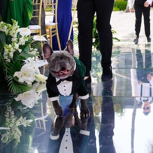 Green velvet wedding dog tuxedo Formal dog suit French bulldog suit Luxury dog outfit Custom dog suit Birthday dog costume Dog wedding