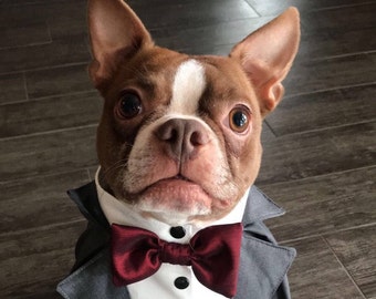 Puede incluir: Un perro Boston Terrier marrón y blanco con una chaqueta de traje gris y una corbata de lazo burdeos. El perro está de pie sobre un suelo de madera.