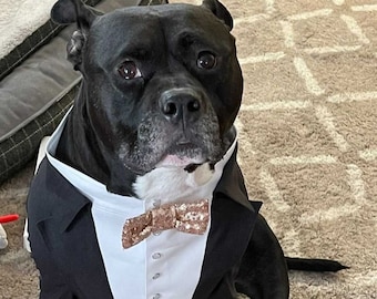 Dark gray dog wedding tuxedo with golden sequins bow tie  Pitbull dog suit Evening outfit for dog Swallow-tailed coat for dog Birthday dog