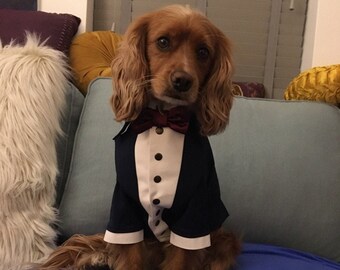 Puede incluir: Un perro marrón y blanco con un esmoquin azul y una pajarita burdeos. El perro está sentado en un sofá azul.