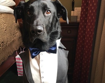 Gray tuxedo for dog Gray dog suit with blue bow tie Large dog formal suit Evening dog costume Birthday dog outfit Labrador dog suit