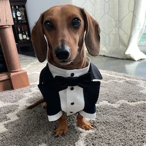 Weiner dog dress discount