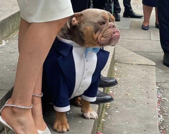 Navy blue dog tuxedo with sky blue bow tie Bespoke dog tuxedo Dog wedding attire Formal dog suit Birthday dog costume English bulldog tuxedo