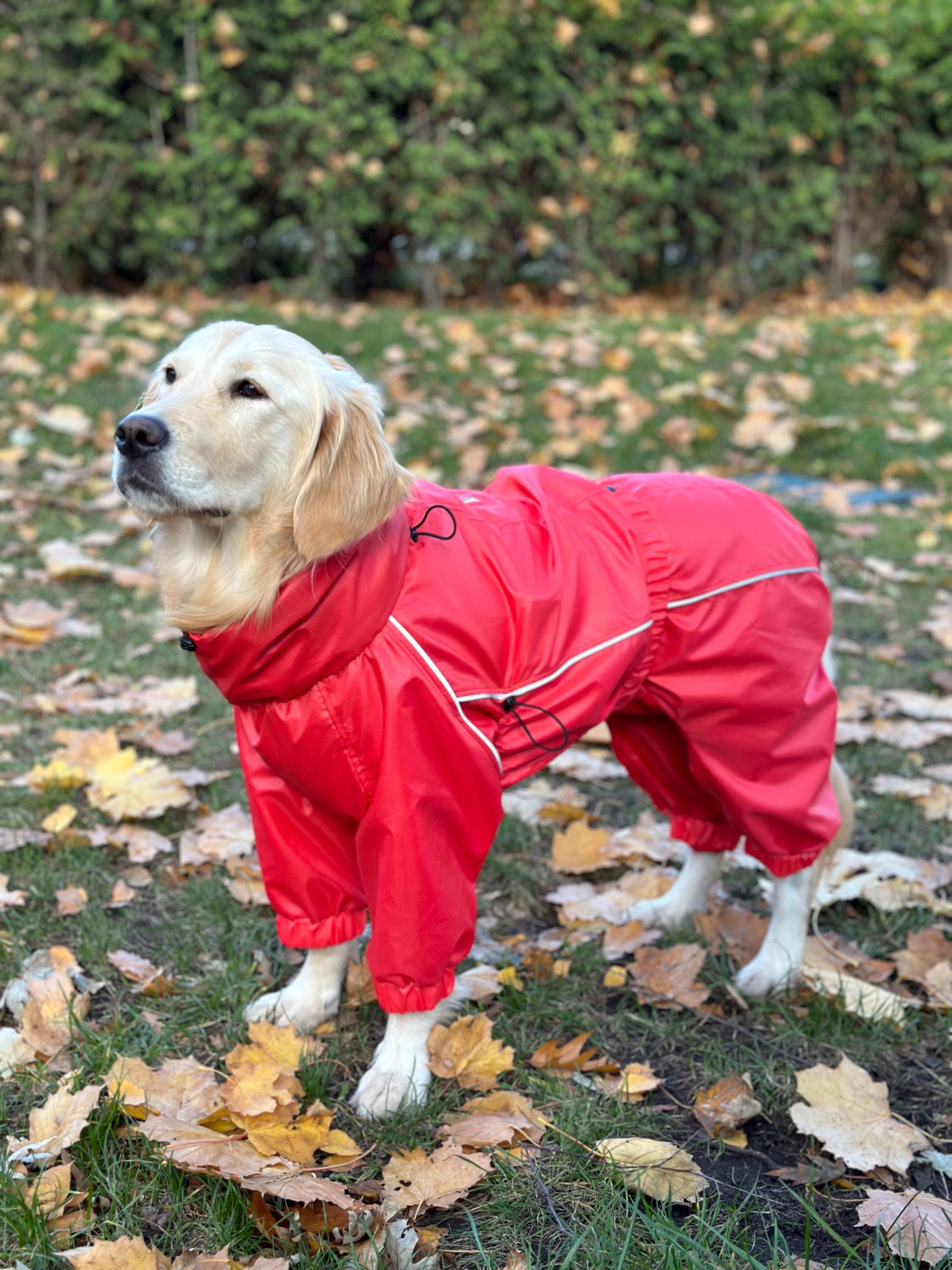Raincoat for labrador retriever best sale