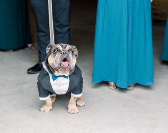 Cachoral grey suit with teal bow tie English bulldog formal suit Evening dog costume Swallow-tailed coat for dog Birthday dog outfit