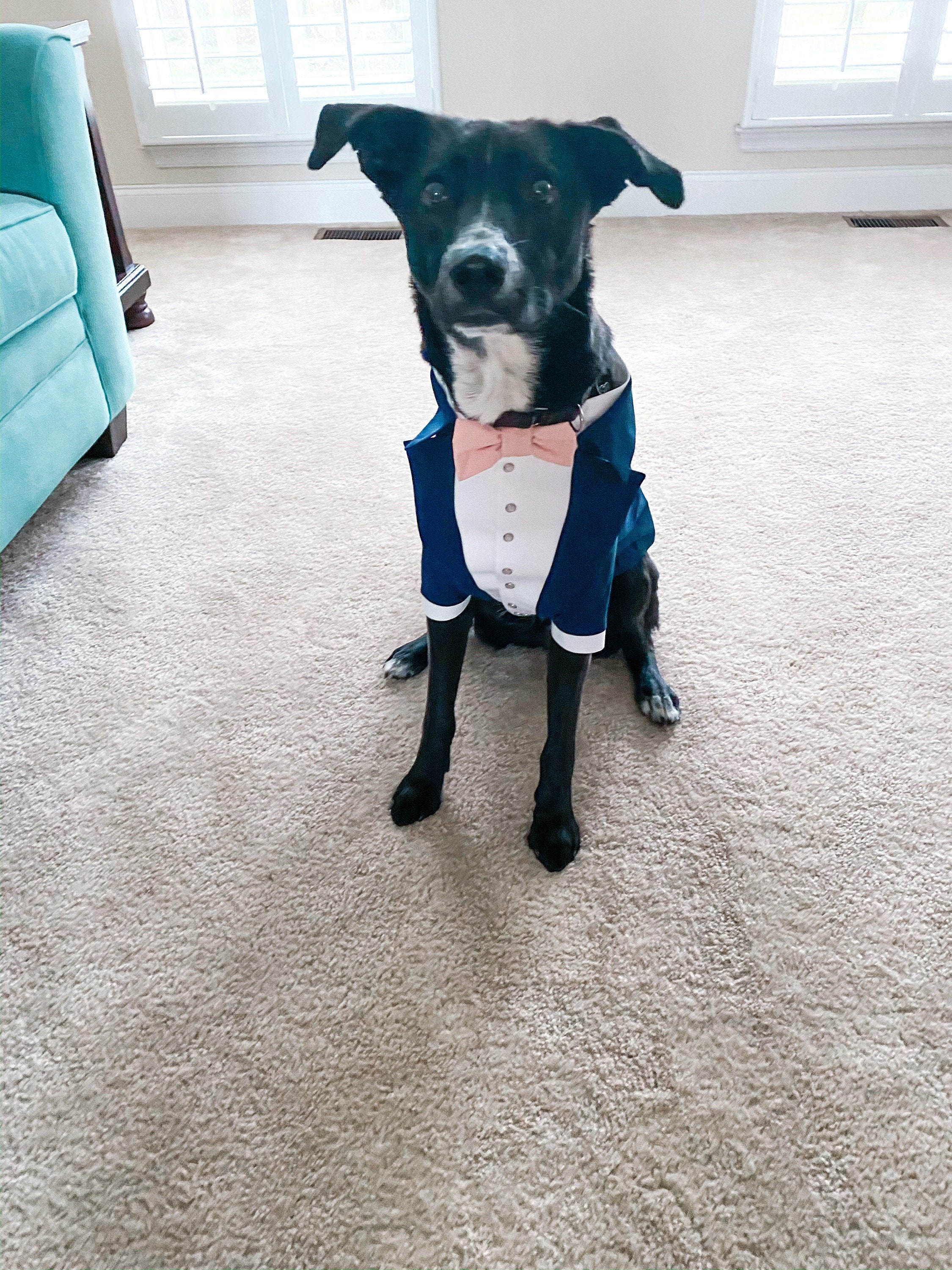Marine blau Hund Smoking mit erröten Fliege Hund Hochzeit Etsy