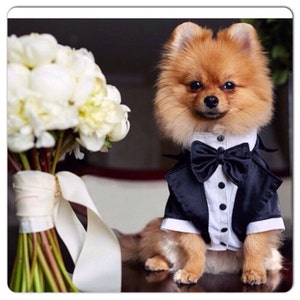 Wedding tuxedo for dogs Formal dog tuxedo Custom made dog suit Luxury dog outfit Customized dog suit Birthday dog costume Dog wedding attire image 1