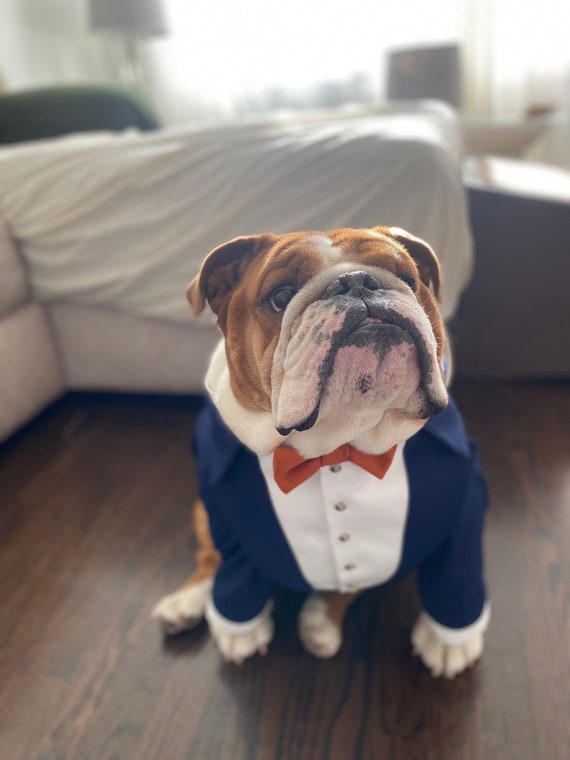 english bulldog dress blues Custom Tuxedo: Navy Blue Wedding Dog Suit With Terracotta Bow Tie Color:Sky/Gold NoCocktail How to Style a