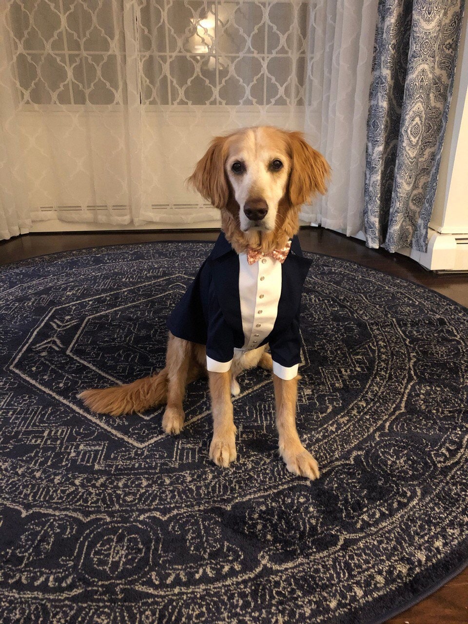 Smoking Per Cani Con Papillon – Abito Elegante Per Cani E Gatti Piccola Taglia, Perfetto Per Matrimoni E Feste, Taglia M, Nero E Bianco