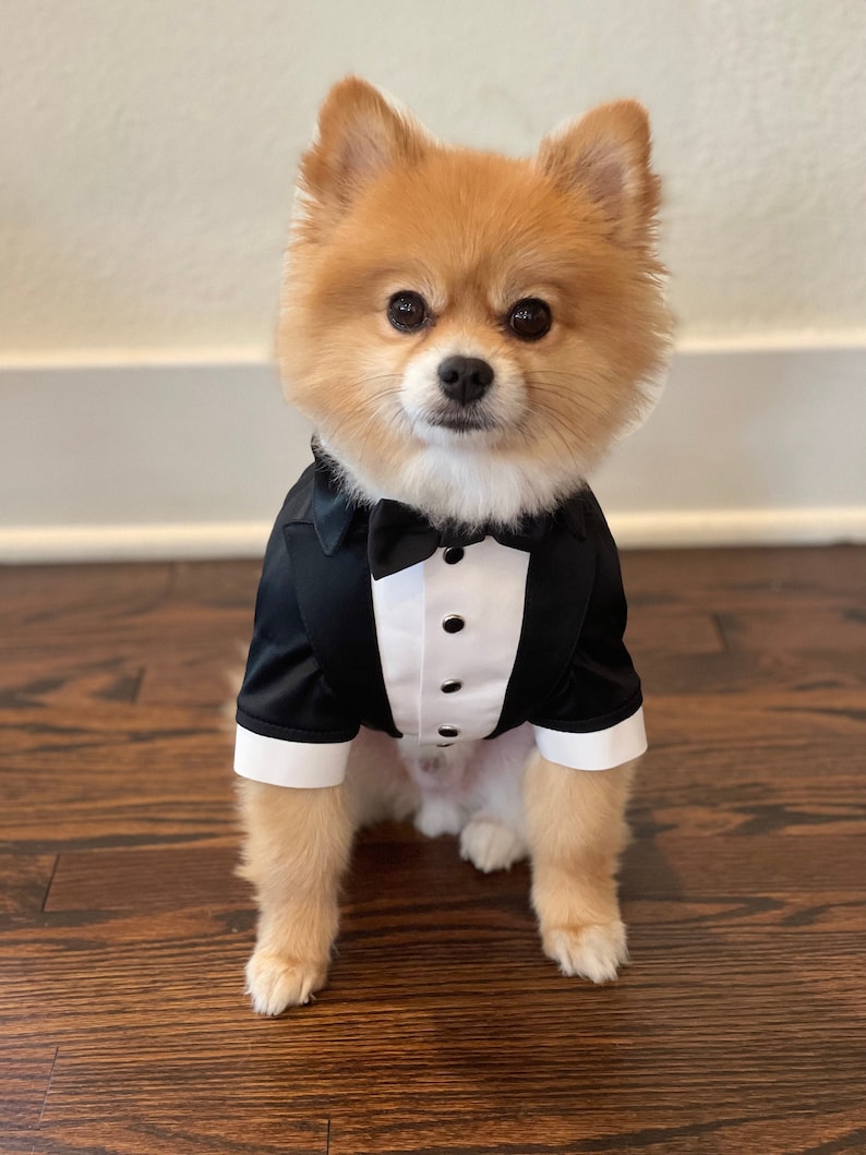 May include: A small, fluffy, light brown dog wearing a black tuxedo with a white bow tie. The dog is sitting on a dark wood floor.