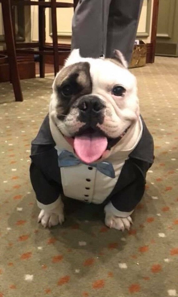 french bulldog wedding outfit