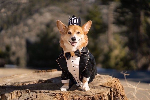 Corgi christmas shop suit jacket