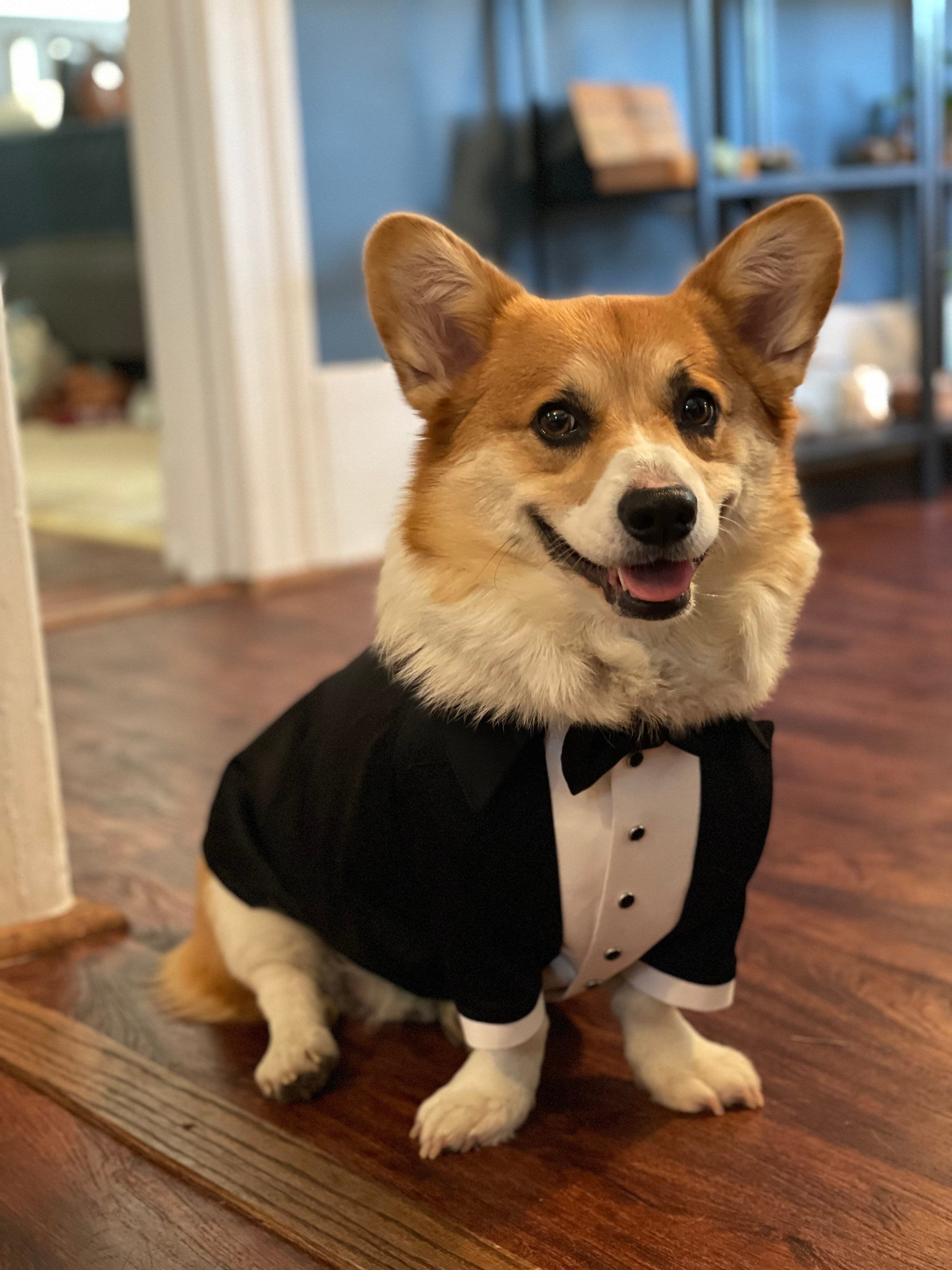 Black Wedding Dog Tuxedo Corgi Suit Black Dog Suit Luxury Dog Outfit Custom Dog Suit Birthday Dog Costume Dog Wedding Attire Etsy