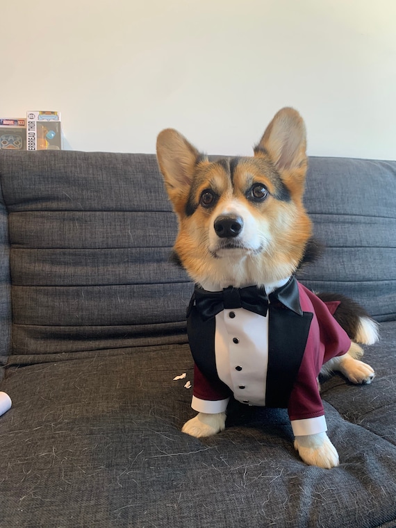 Etsy dog tuxedo hot sale