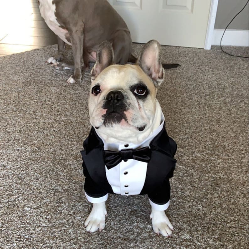 May include: A French bulldog wearing a black tuxedo with a white bow tie. The dog is standing on a carpet and looking directly at the camera.