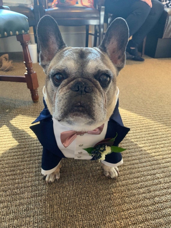 Bulldog tuxedo costume hot sale