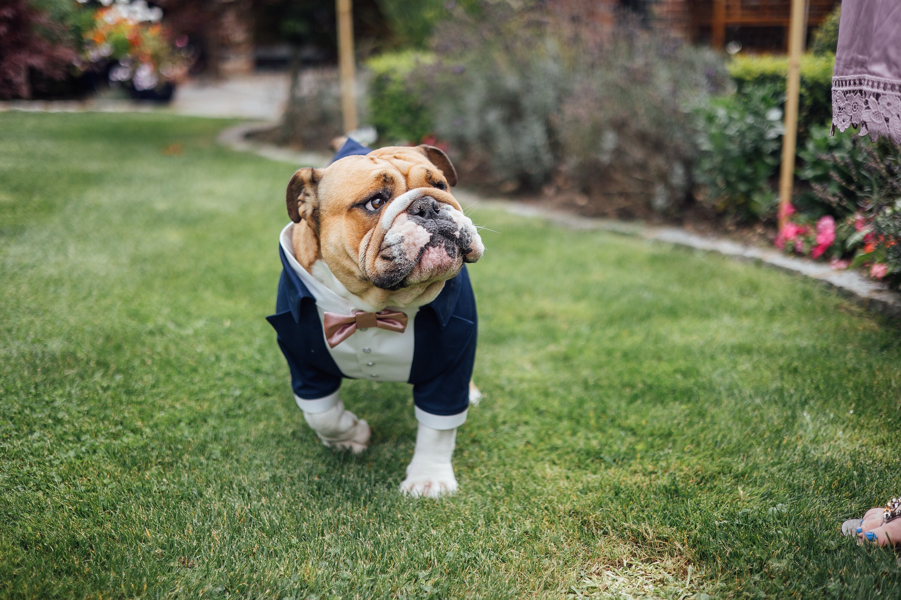 Bulldog Ring Bearer