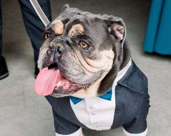 Gray tuxedo for english  bulldog Suit with teal bow tie English bulldog formal suit Evening dog costume Birthday dog outfit