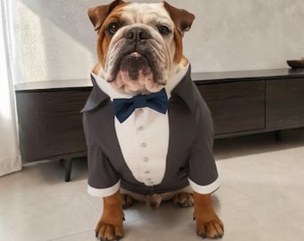 Dark Grey Dog Tuxedo with Teal Bow Tie, Wedding Dog Suit, Bulldog Tuxedo, French Bulldog Outfit,, Formal Pet Outfit, Ring Bearer