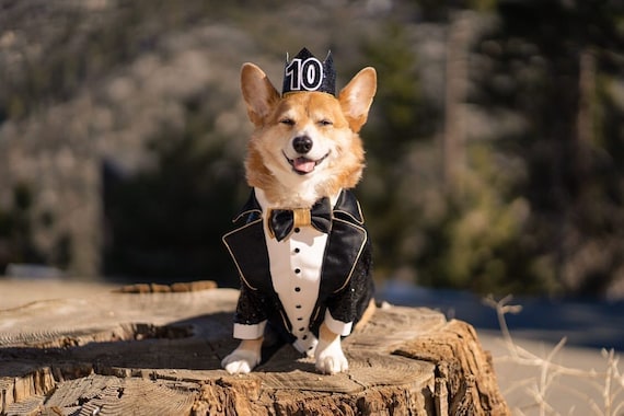 Pet Suit Dog Cat Knife Horse Dan Clothing Border Collie Corgi