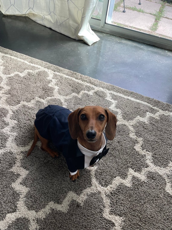 ネイビーブルーの犬用タキシード：黒のラペルサテンリボン、ダックス 