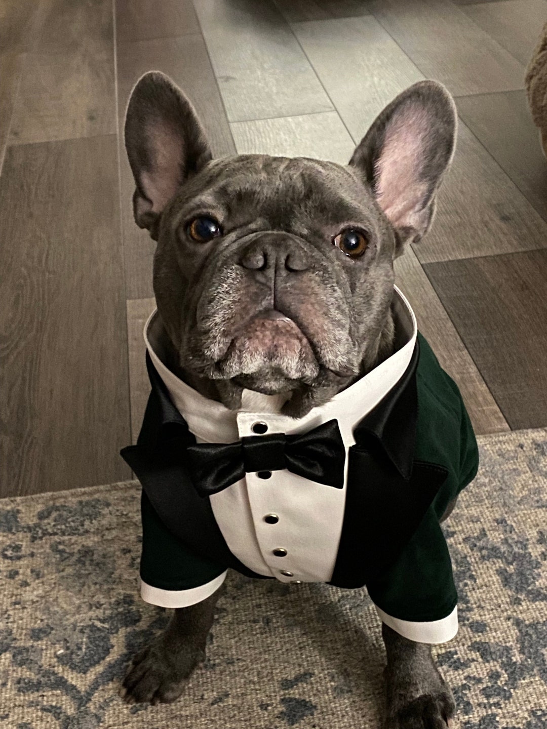 Green Velvet Wedding Dog Tuxedo Formal Dog Suit French Bulldog Suit Luxury Dog Outfit Custom Dog Suit Birthday Dog Costume Dog Wedding Etsy Canada