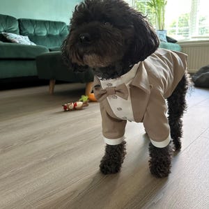 Beige Hunden Tuxedo, Hochzeitskleidung nach Maß, Schwalbenschwanz Anzug mit Fliege