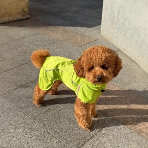May include: A small brown poodle wearing a bright green raincoat with reflective accents. The dog is standing on a gray tiled floor.