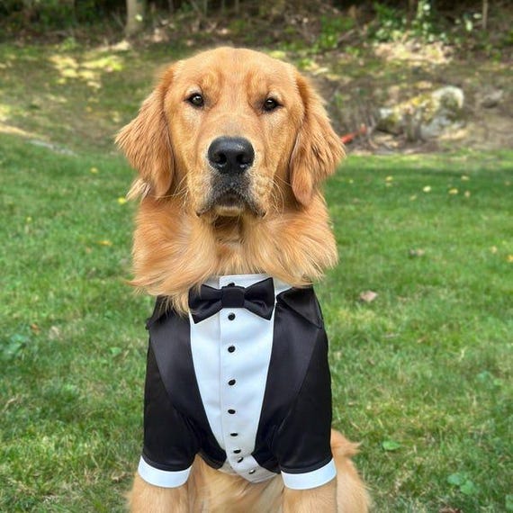 golden retriever fancy dress Custom Black Dog Tuxedo SPRINGFLING