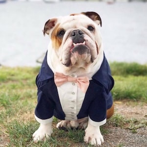 Navy Blue Dog Tuxedo with Blush Bow Tie – Formal Dog Suit for Wedding, Birthday, Custom Made Bulldog Tuxedo, Dog Wedding Outfit