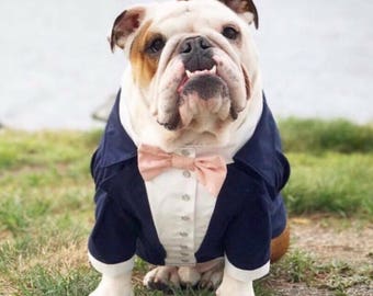 Navy blue dog tuxedo with blush bow tie Dog wedding attire Formal dog suit English bulldog bespoke tuxedo Birthday dog suit Custom dog tux