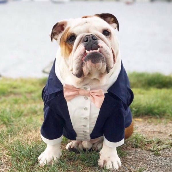 Navy blue dog tuxedo with blush bow tie Dog wedding attire Formal dog suit English bulldog bespoke tuxedo Birthday dog suit Custom dog tux