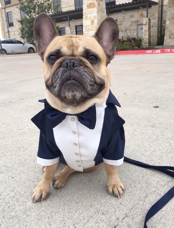 french bulldog wedding outfit