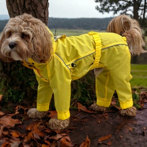 May include: A light brown dog wearing a bright yellow raincoat and matching pants. The dog is standing near a tree with fallen leaves on the ground. The raincoat has a hood and reflective strips for visibility. The dog's fur is long and curly.