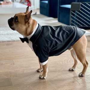 May include: A brown and white French bulldog wearing a black tuxedo with a white bow tie. The dog is standing on a wooden floor.