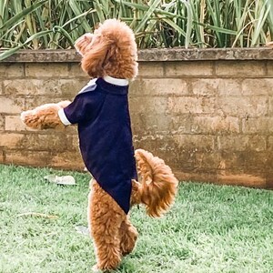 May include: A small, brown dog wearing a black tuxedo-style outfit stands on a green lawn. The dog is looking up and has its tail curled up behind it.