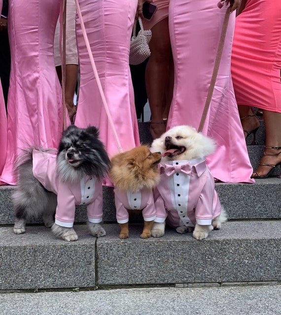 Dress for dogs online 2025