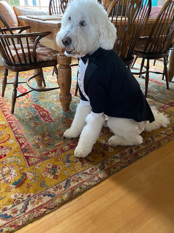 Black Wedding Dog Tuxedo Golden Doodle Dog Suit Bespoke Dog Tuxedo
