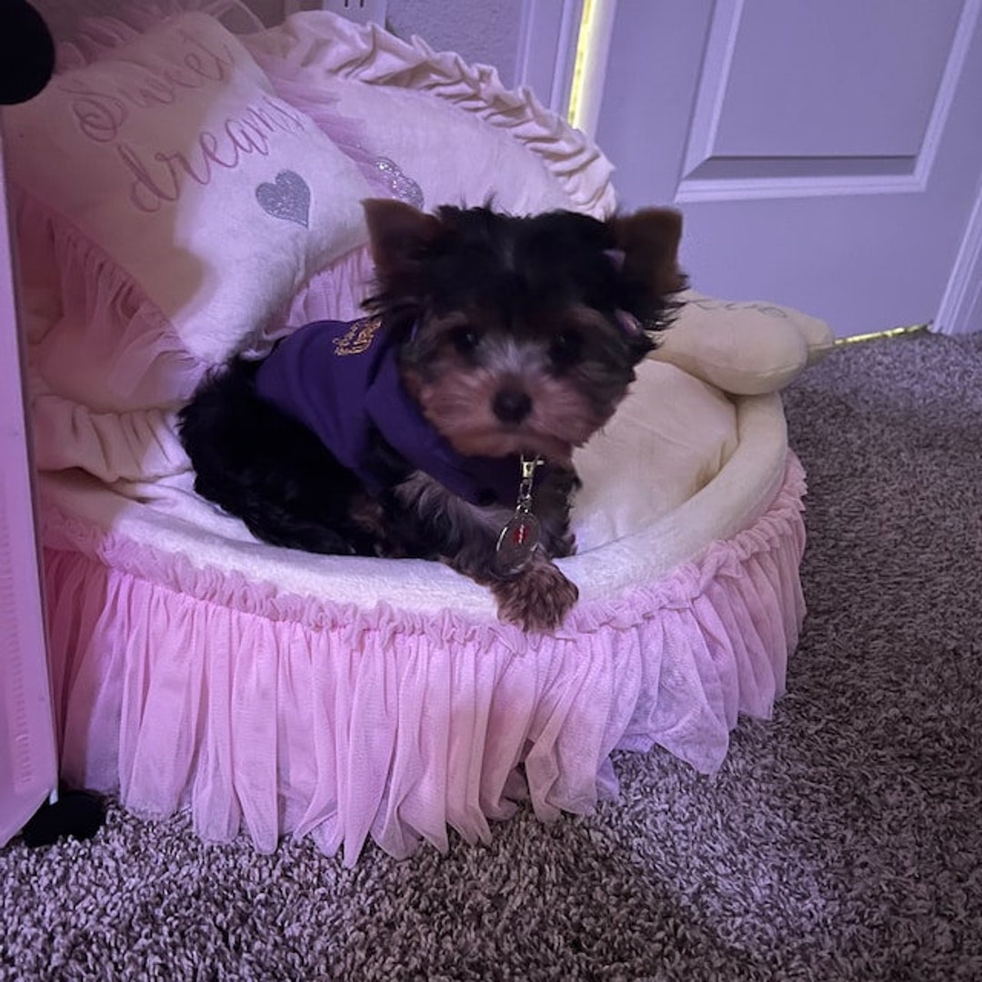 Cama Cunas Para Yorkshire Cama Para Perro Yorkshire En Color Crema